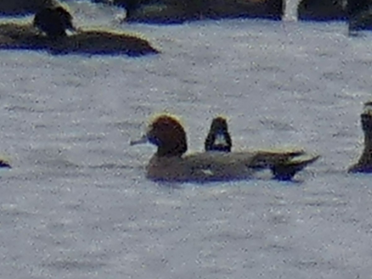 Fischione - ML428972681