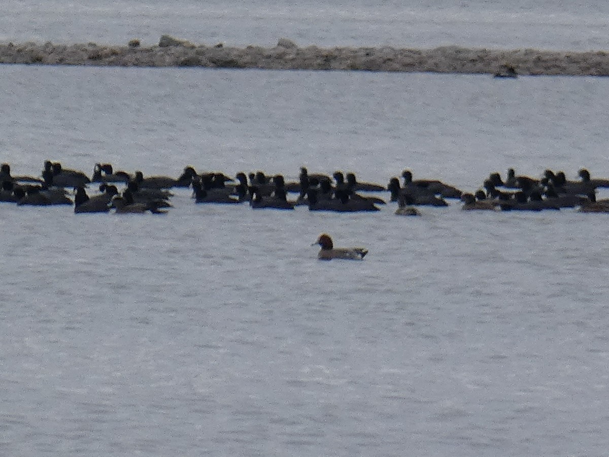 Fischione - ML428972691