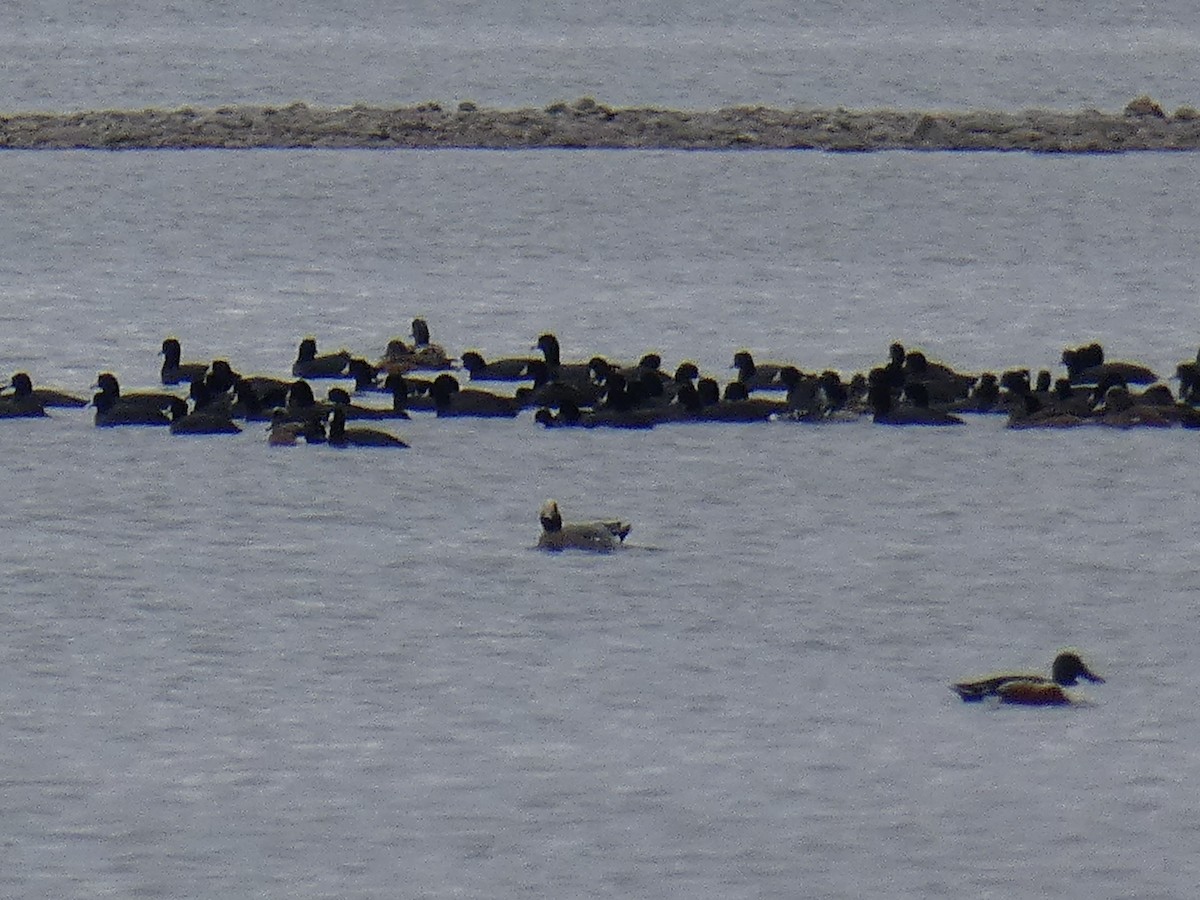 Fischione - ML428972721