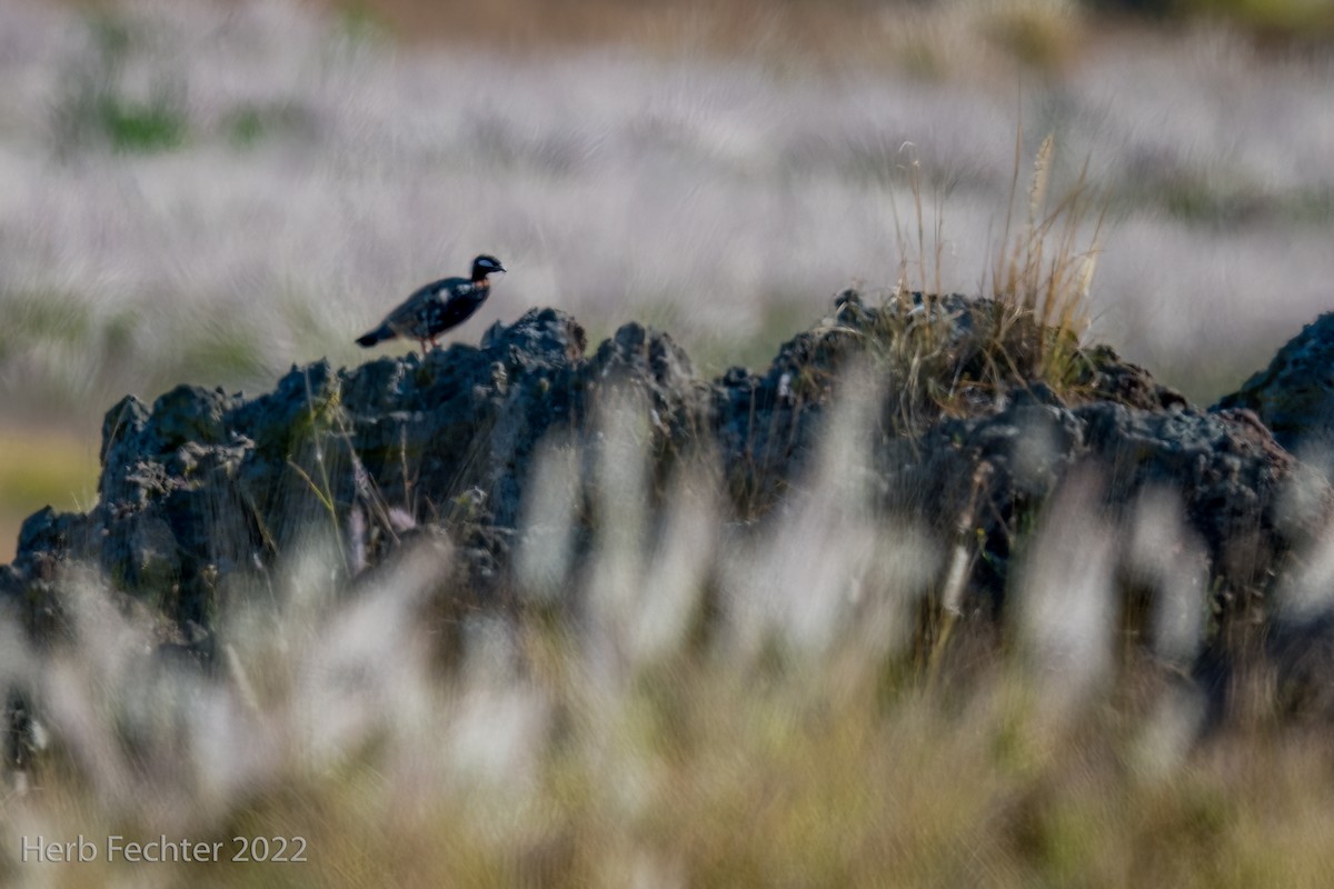 Black Francolin - ML428973481