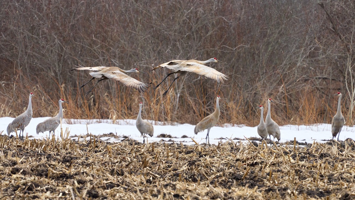 Sandhill Crane - ML428974841