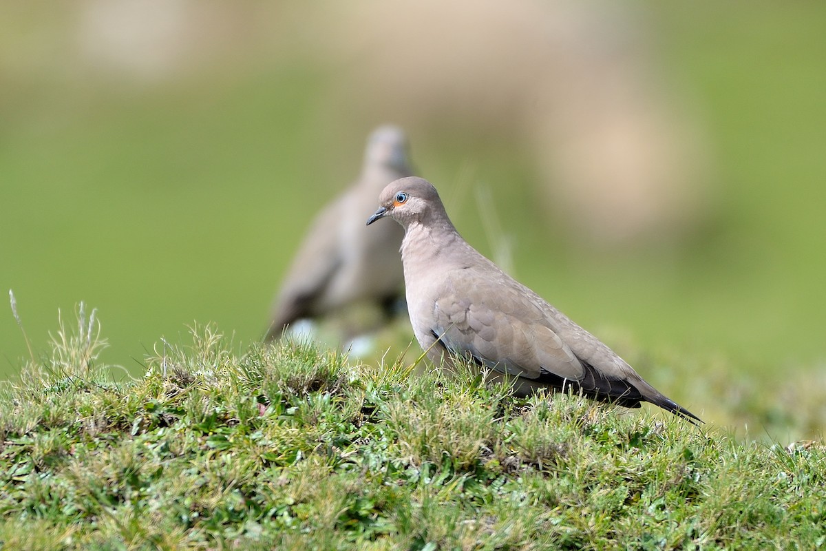 Black-winged Ground Dove - ML428975751