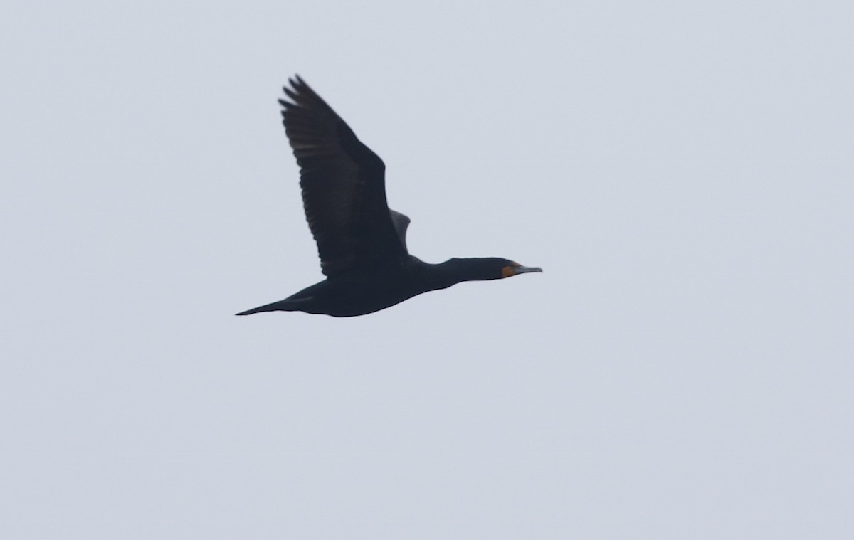 Double-crested Cormorant - ML428976371