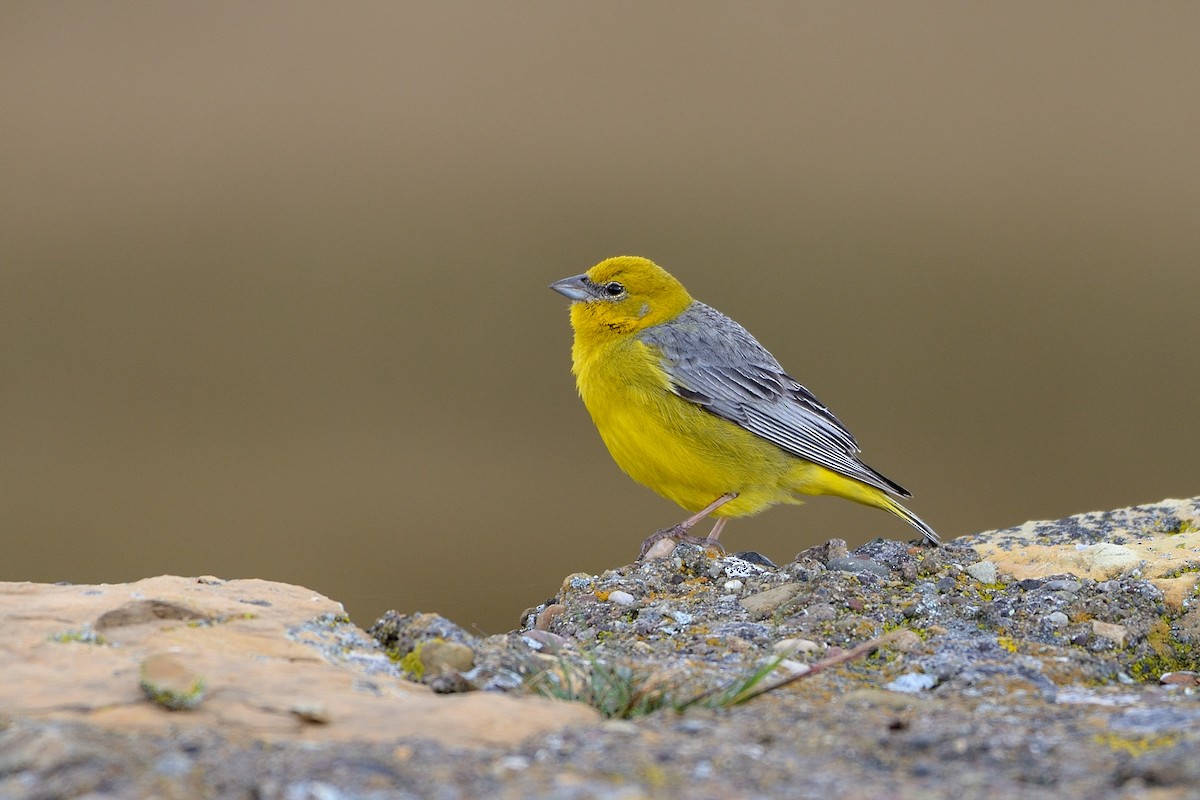 Bright-rumped Yellow-Finch - ML428976711