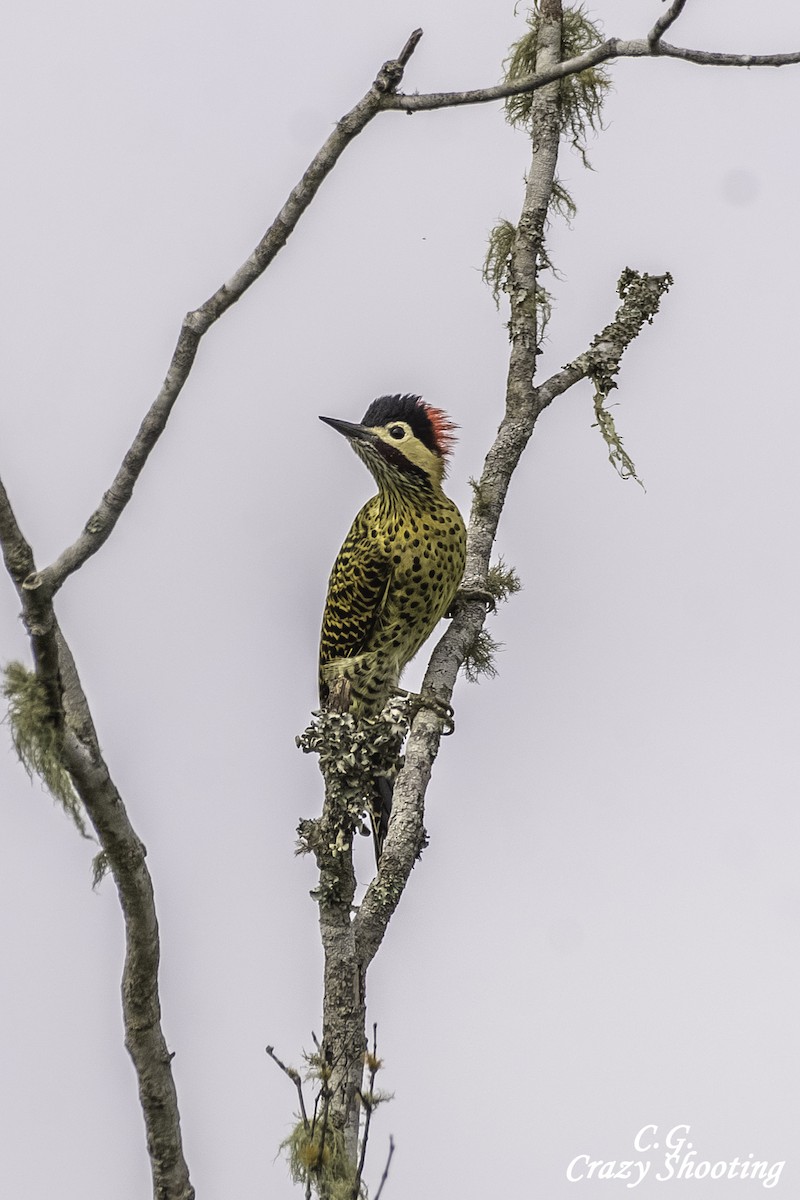 Green-barred Woodpecker - Carlos Gómez