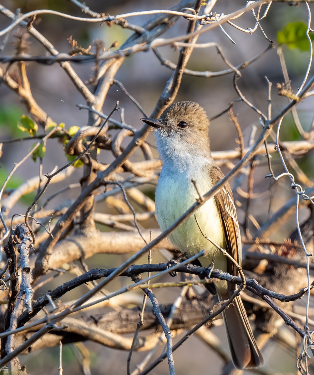 Nutting's Flycatcher - ML428978721