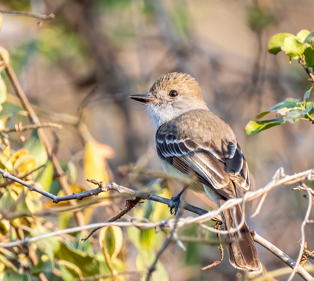 Nutting's Flycatcher - ML428978751