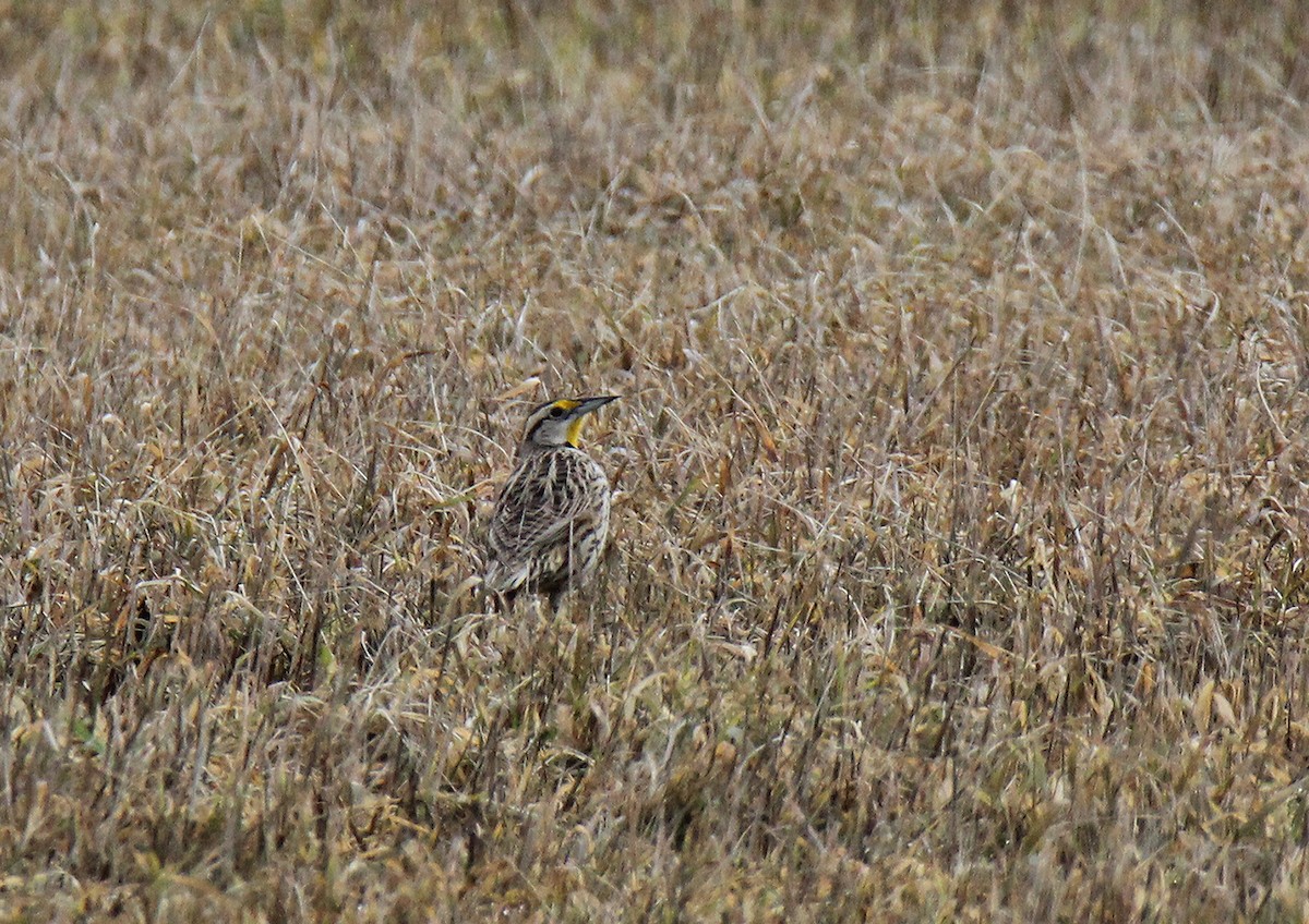 Eastern Meadowlark - ML428978871