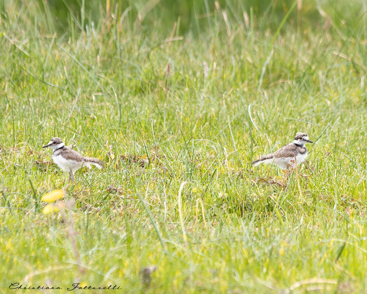 Killdeer - ML428979461