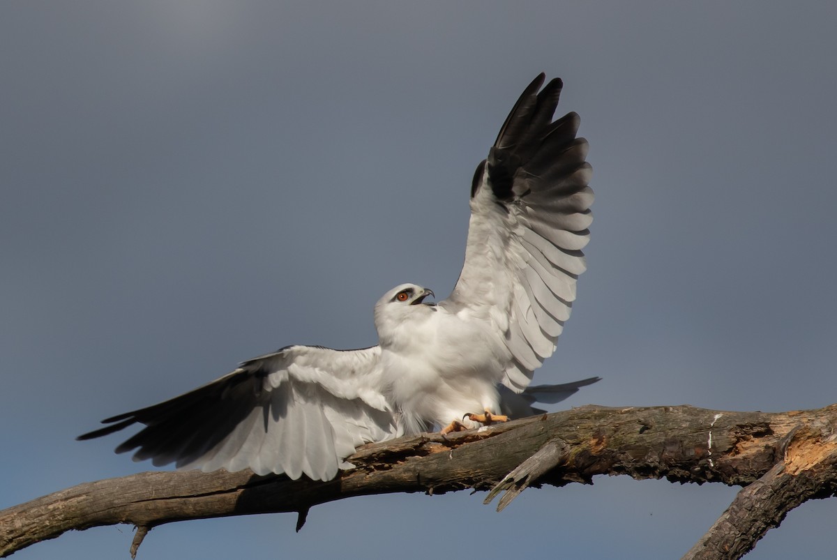 Black-shouldered Kite - shorty w