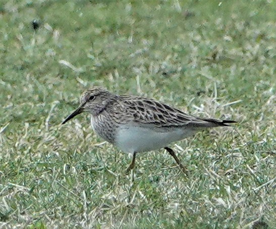 Pectoral Sandpiper - Steve Mayo