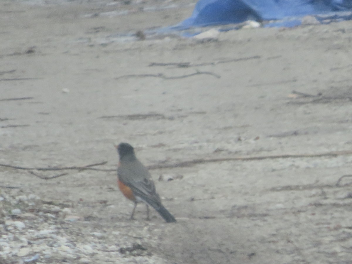 American Robin - ML428984501