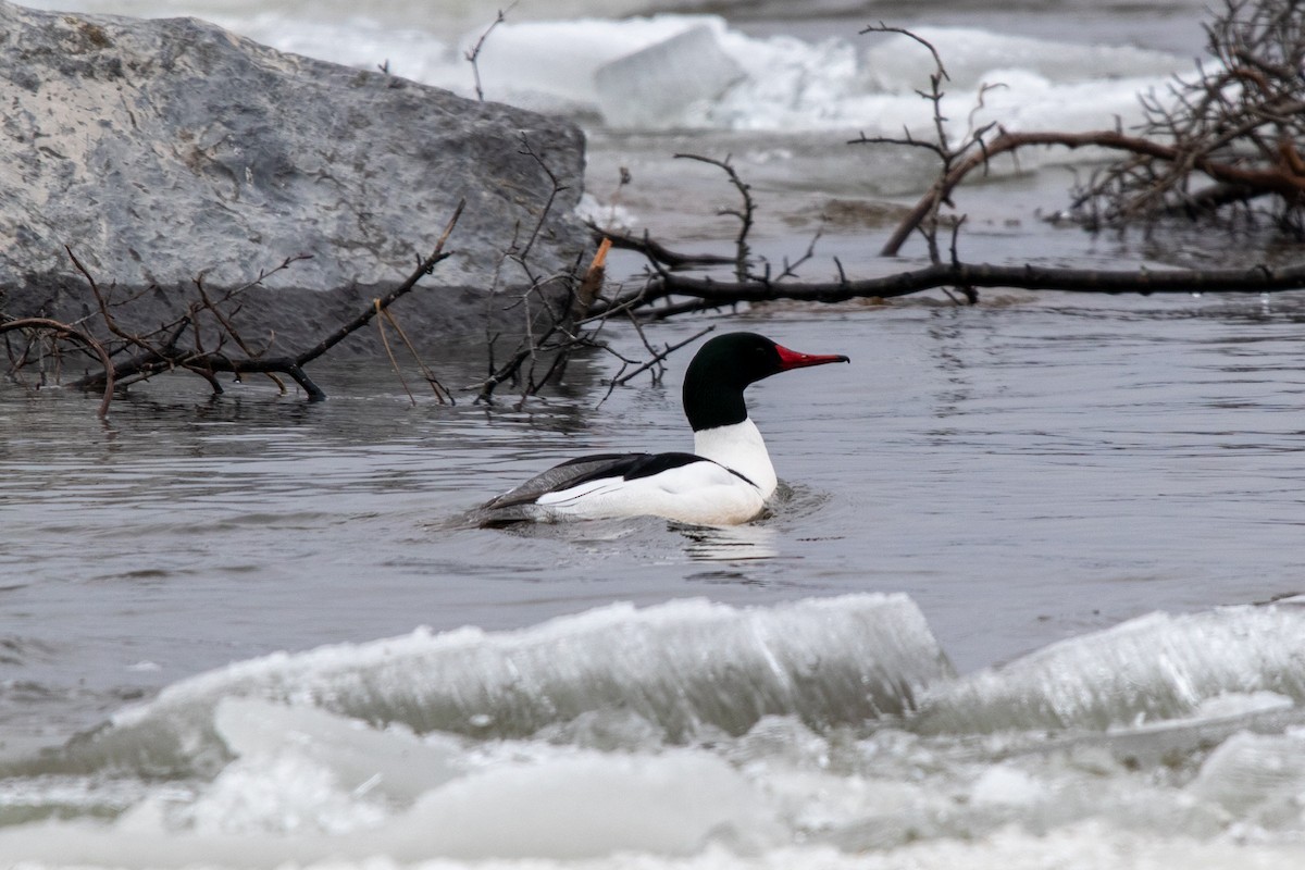 merganser sp. - ML428986091