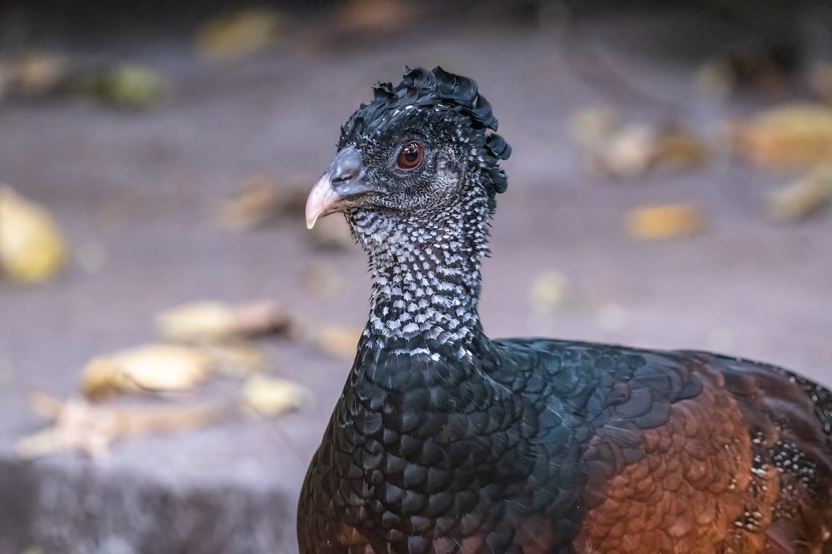 Great Curassow - Mel Senac