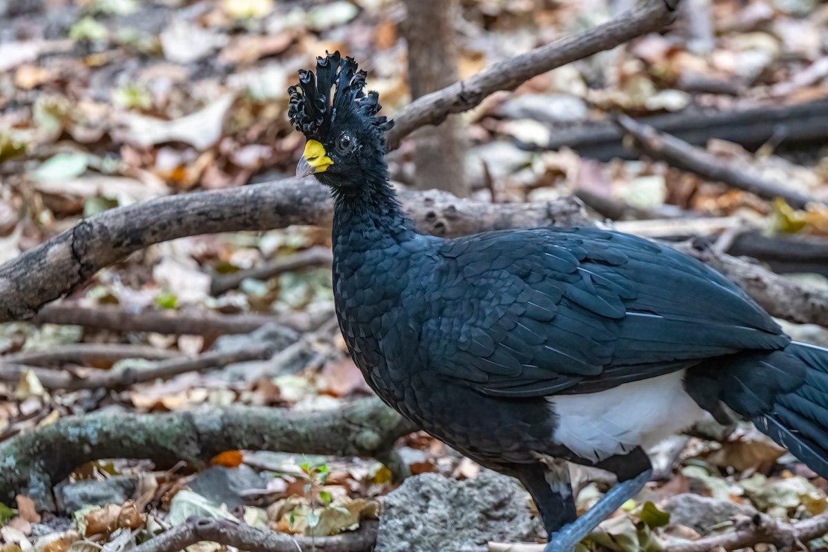 Great Curassow - ML428986551