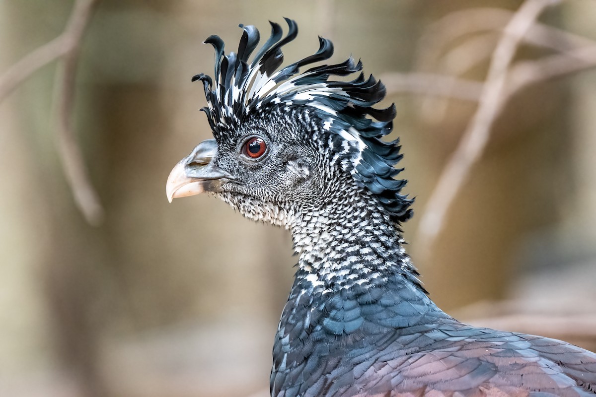 Great Curassow - ML428986651