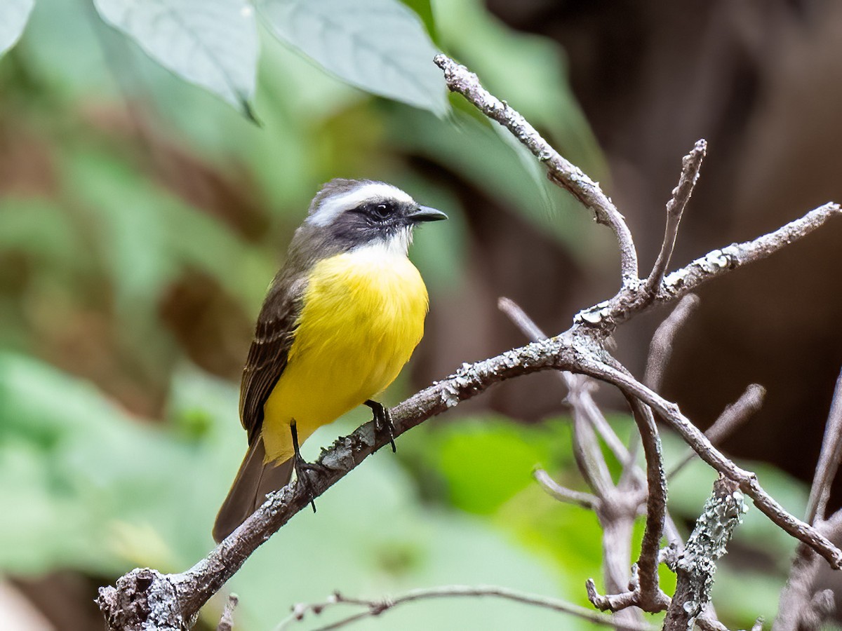 Social Flycatcher - ML428986951