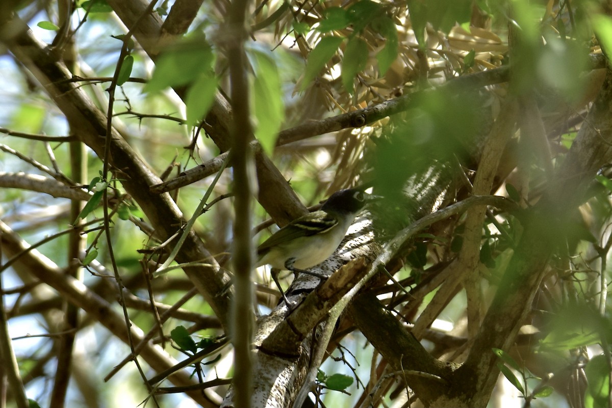 Black-capped Vireo - Charles Young