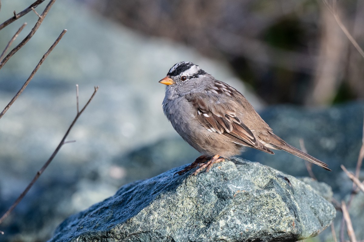 White-crowned Sparrow - ML428990091