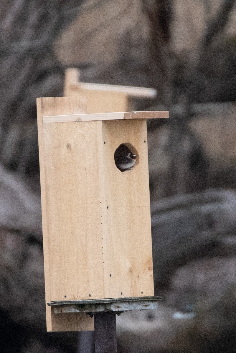 Cliff Swallow - Rob  Sielaff