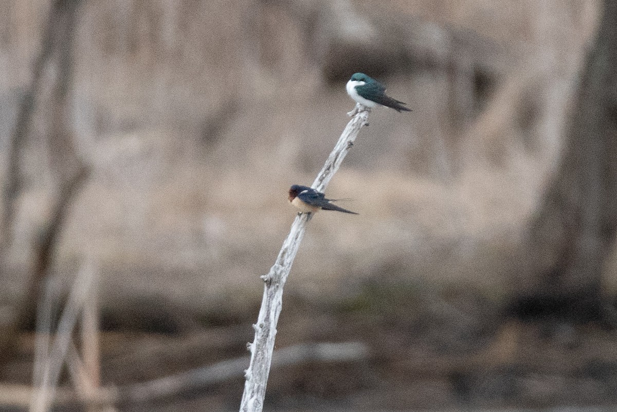 Barn Swallow - Rob  Sielaff