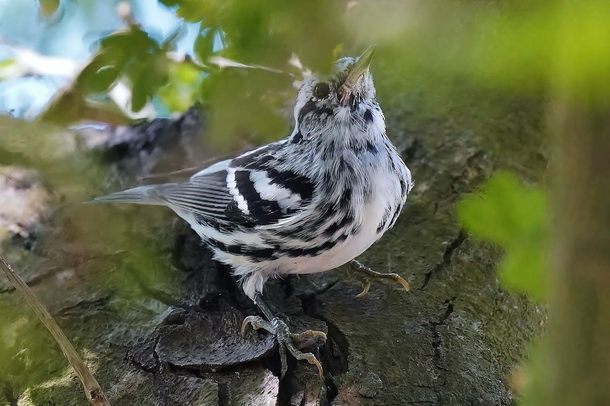 Black-and-white Warbler - ML428993301