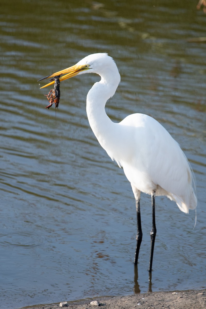 Great Egret - ML428995681