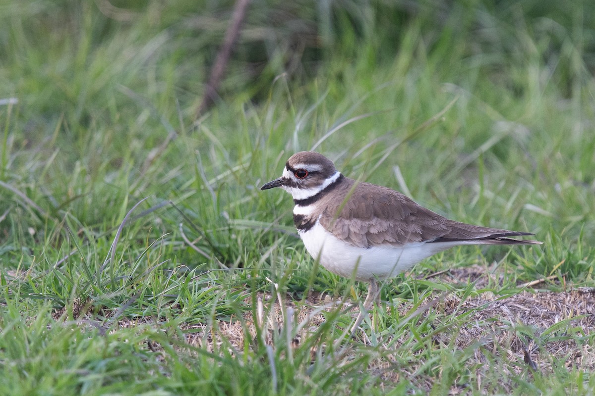 Pluvier kildir - ML428996081