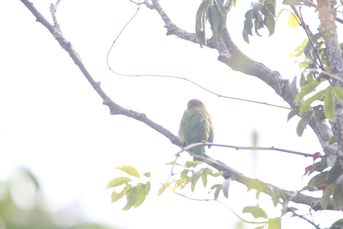 White-cheeked Barbet - ML42899831