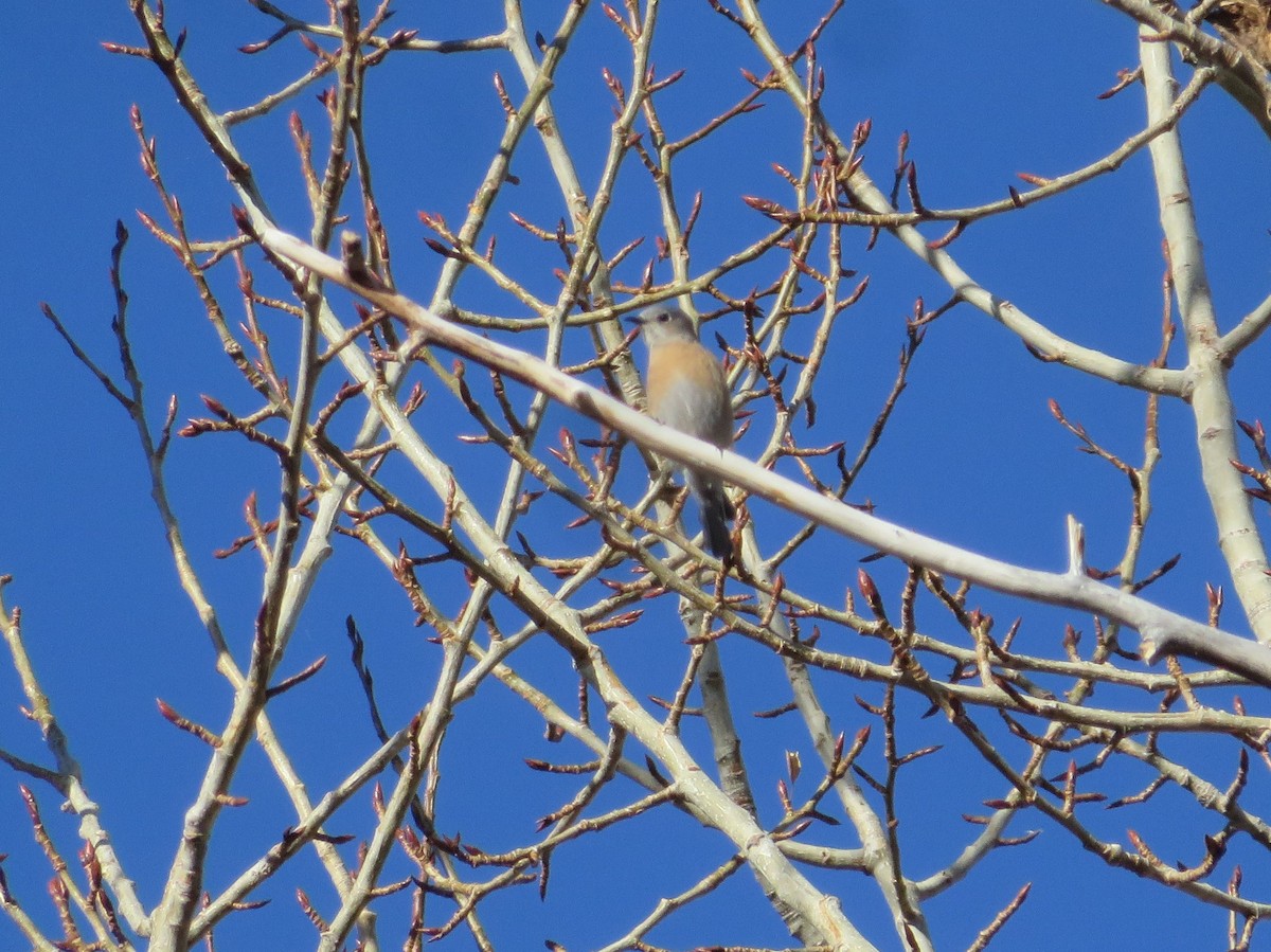 Western Bluebird - Northwest Nevada Bird Alliance