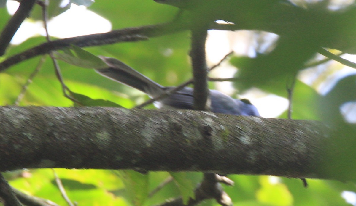 Black-naped Monarch - ML42899921