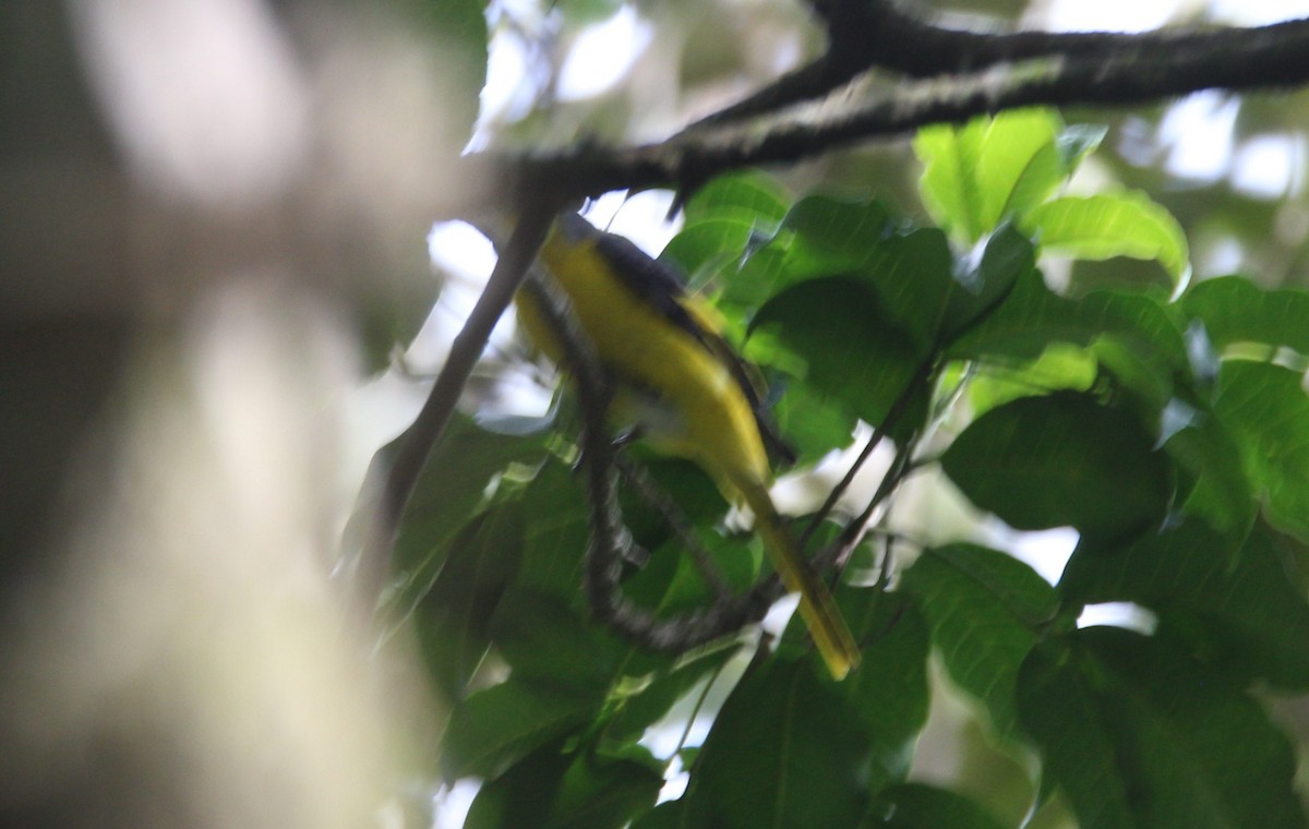 Orange Minivet - ML42899931