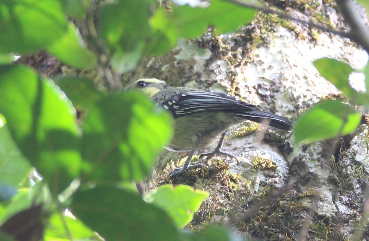 Indian Yellow Tit - ML42900201