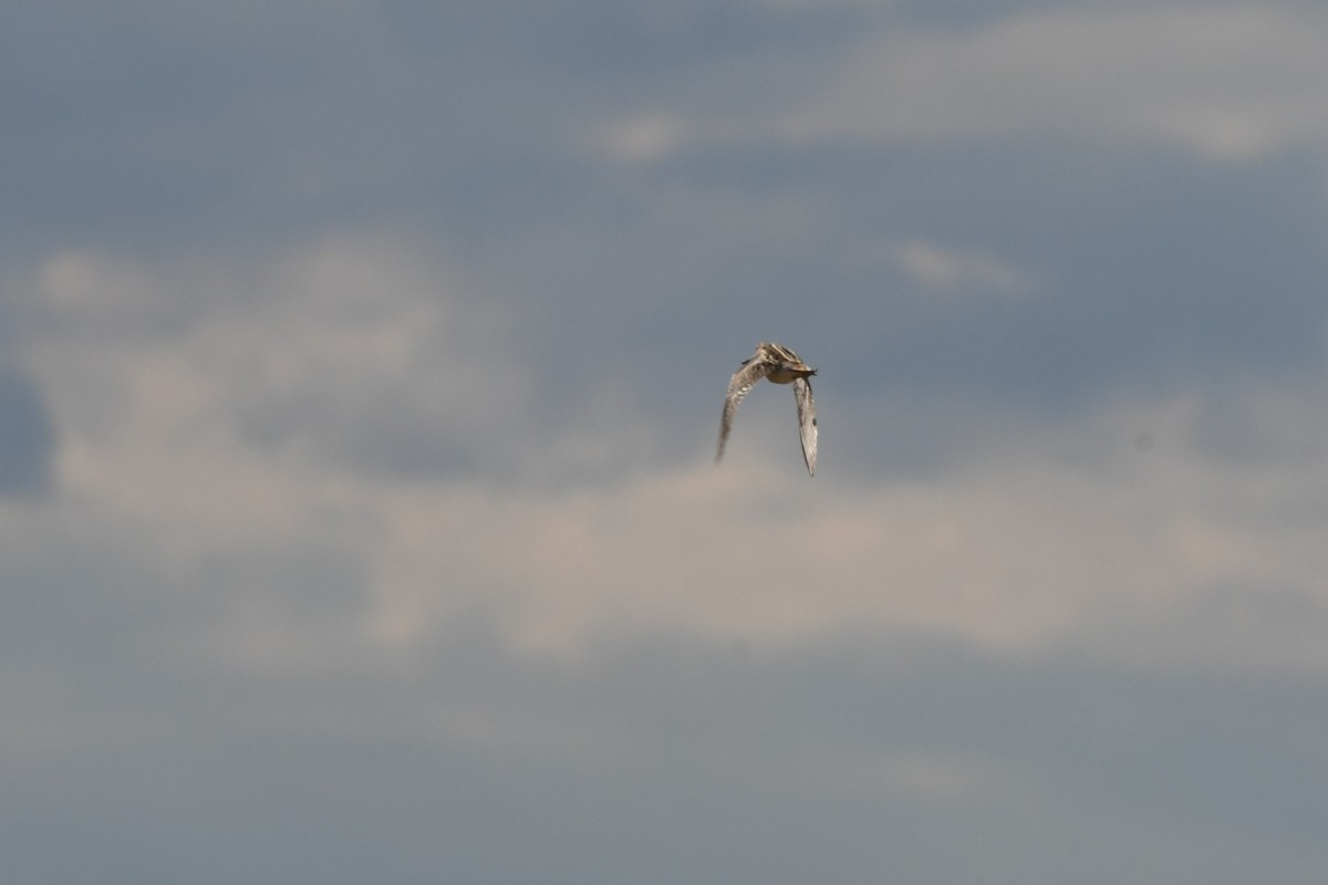 Wilson's Snipe - ML429002231