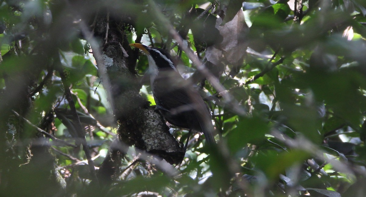 Indian Scimitar-Babbler - ML42900281