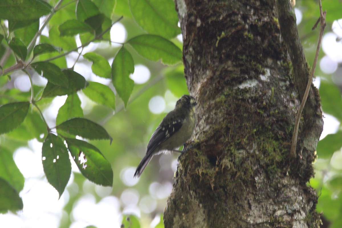 Indian Yellow Tit - ML42900321