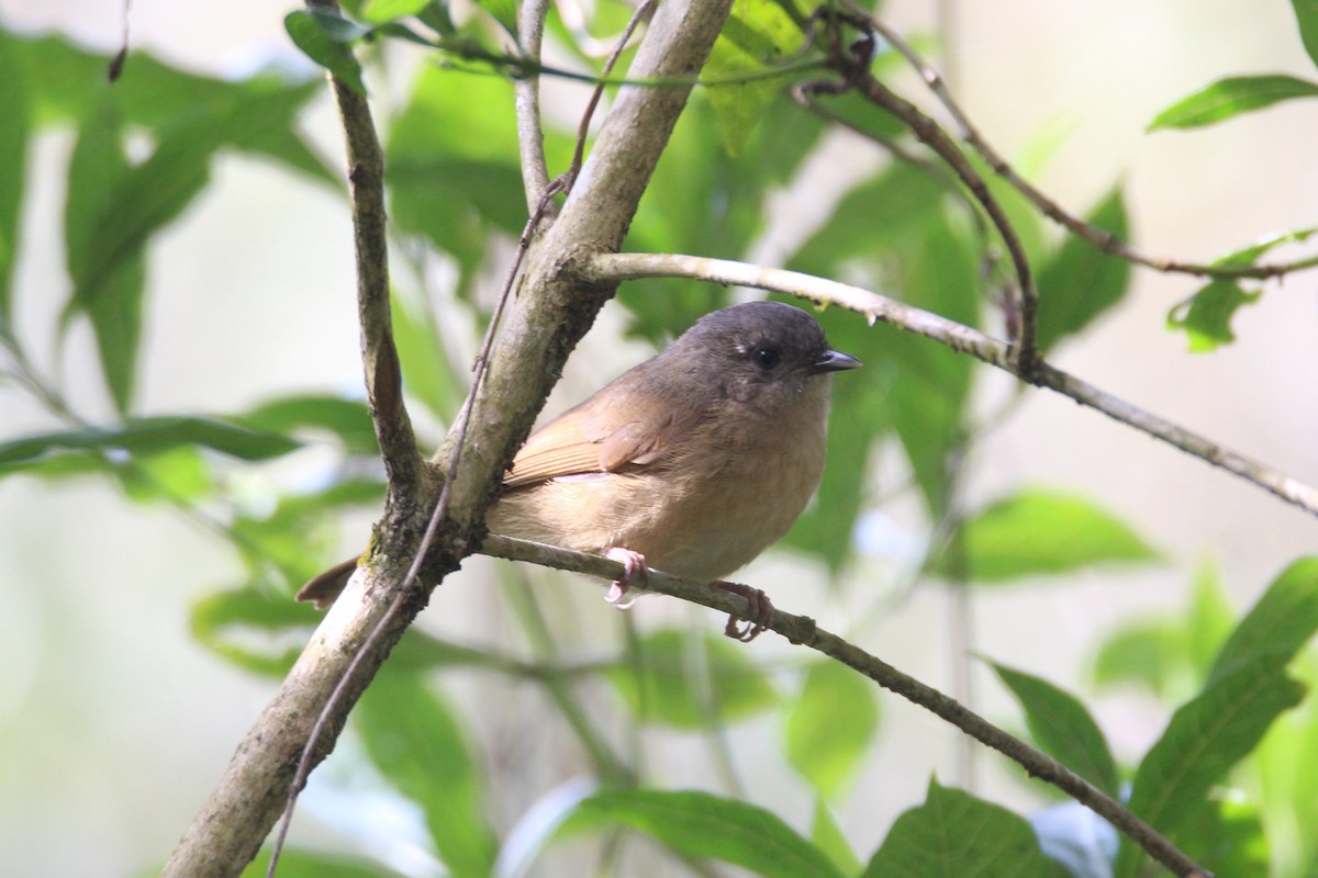 Brown-cheeked Fulvetta - ML42900361