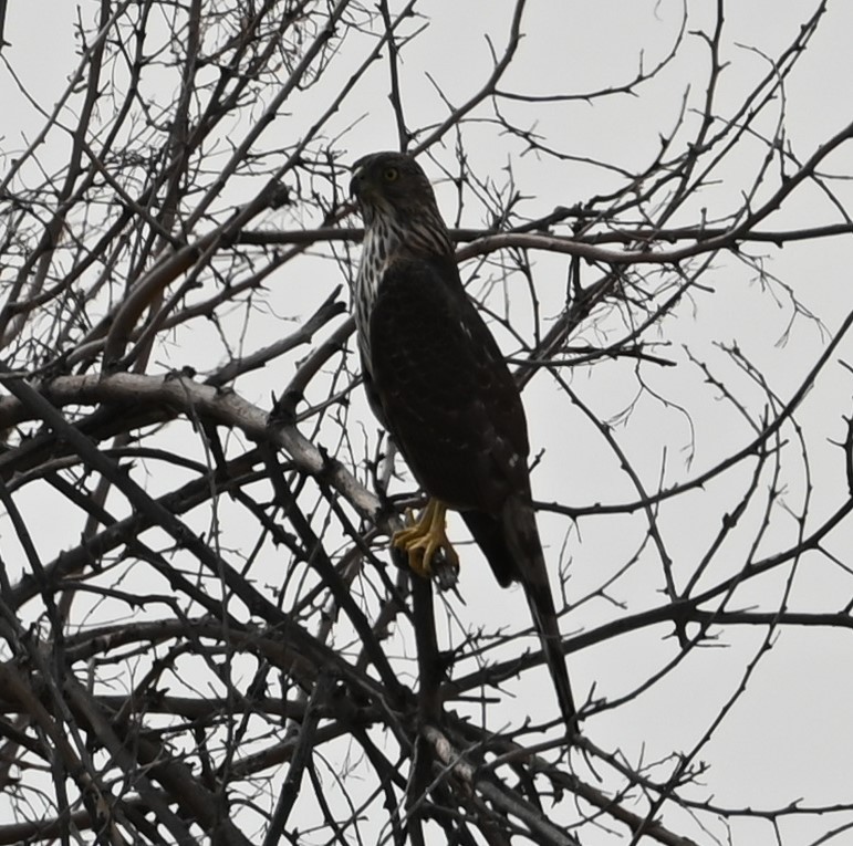 Cooper's Hawk - ML429004121