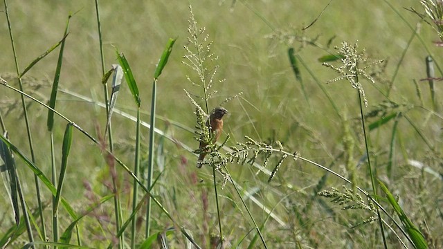 Semillero Gorjioscuro - ML429005201