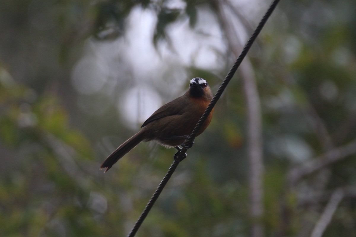 Nilgiri Laughingthrush - ML42900521