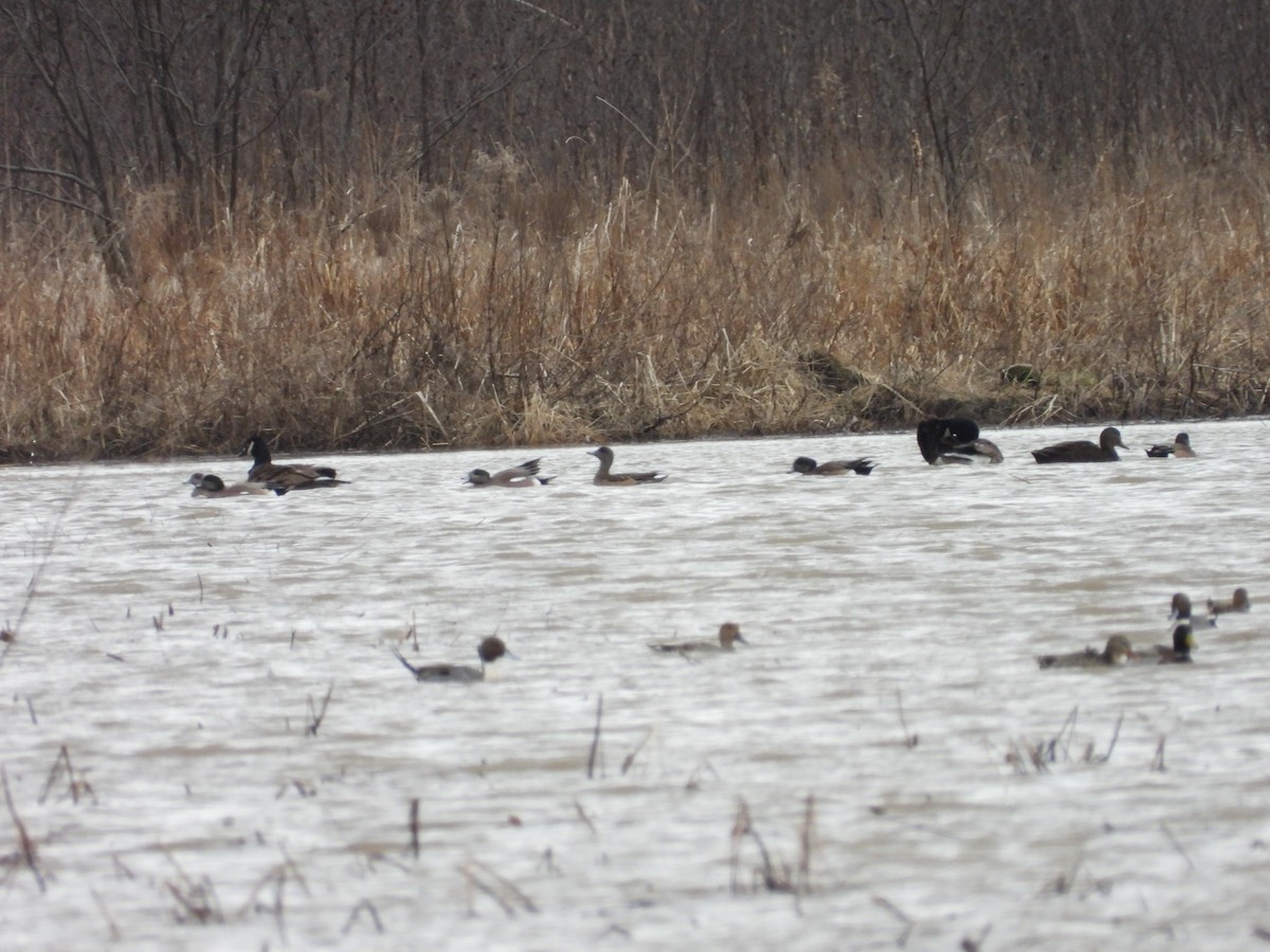 American Wigeon - ML429005541