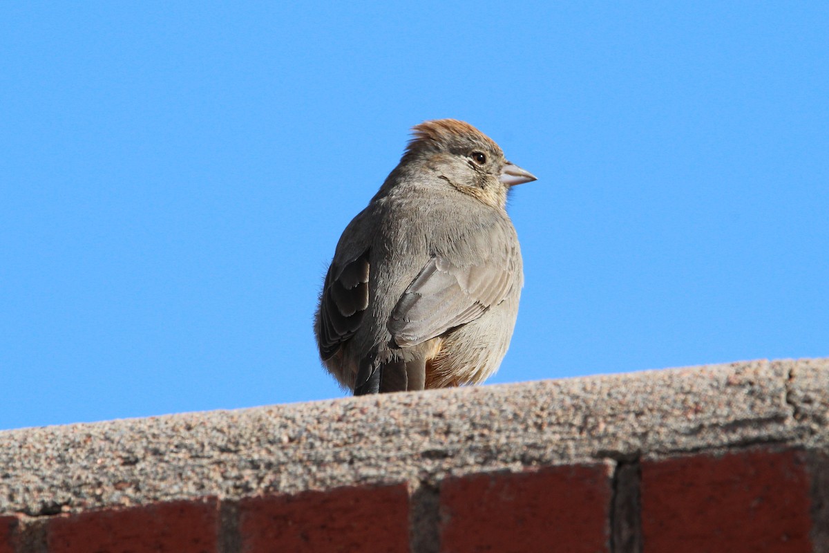 Canyon Towhee - ML429005551