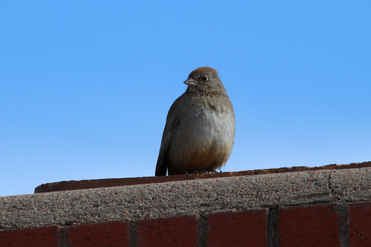Canyon Towhee - ML429005561