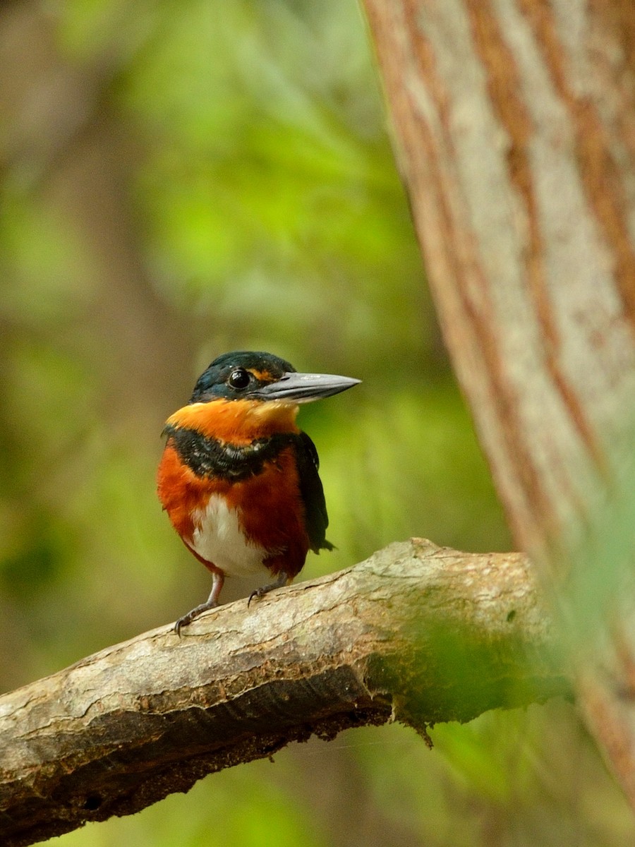 American Pygmy Kingfisher - ML42900581