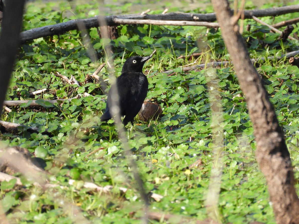 Rusty Blackbird - ML429005901