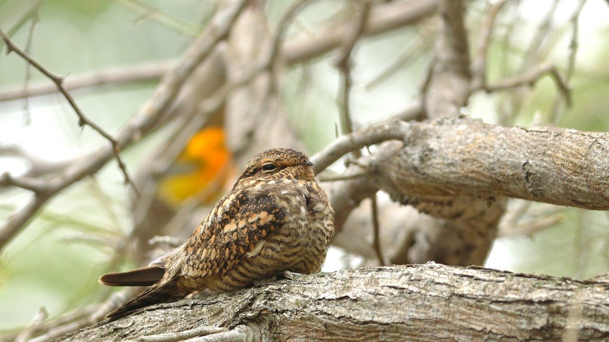 Lesser Nighthawk - ML42900611