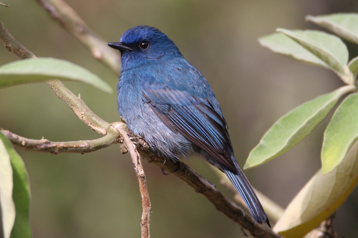 Nilgiri Flycatcher - Aravind Amirtharaj