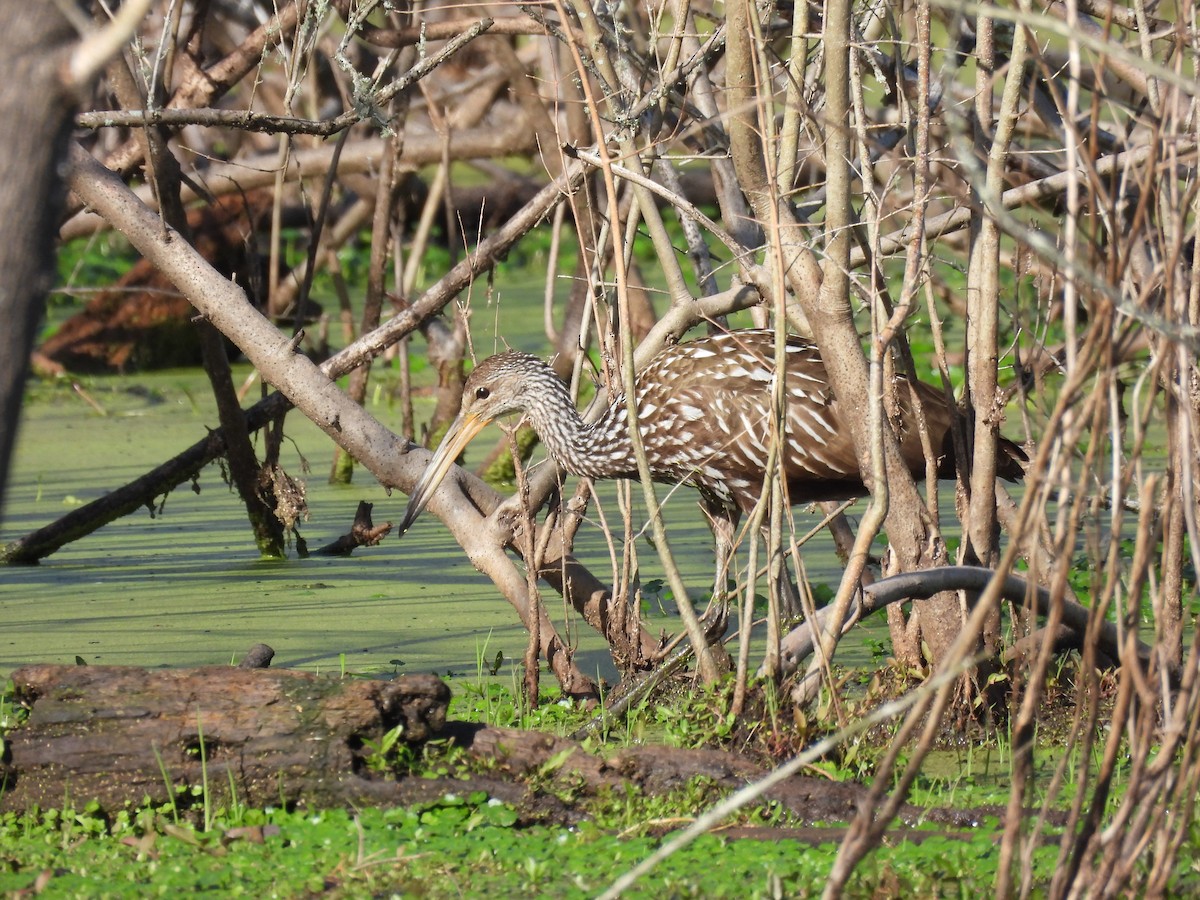 Limpkin - ML429006231