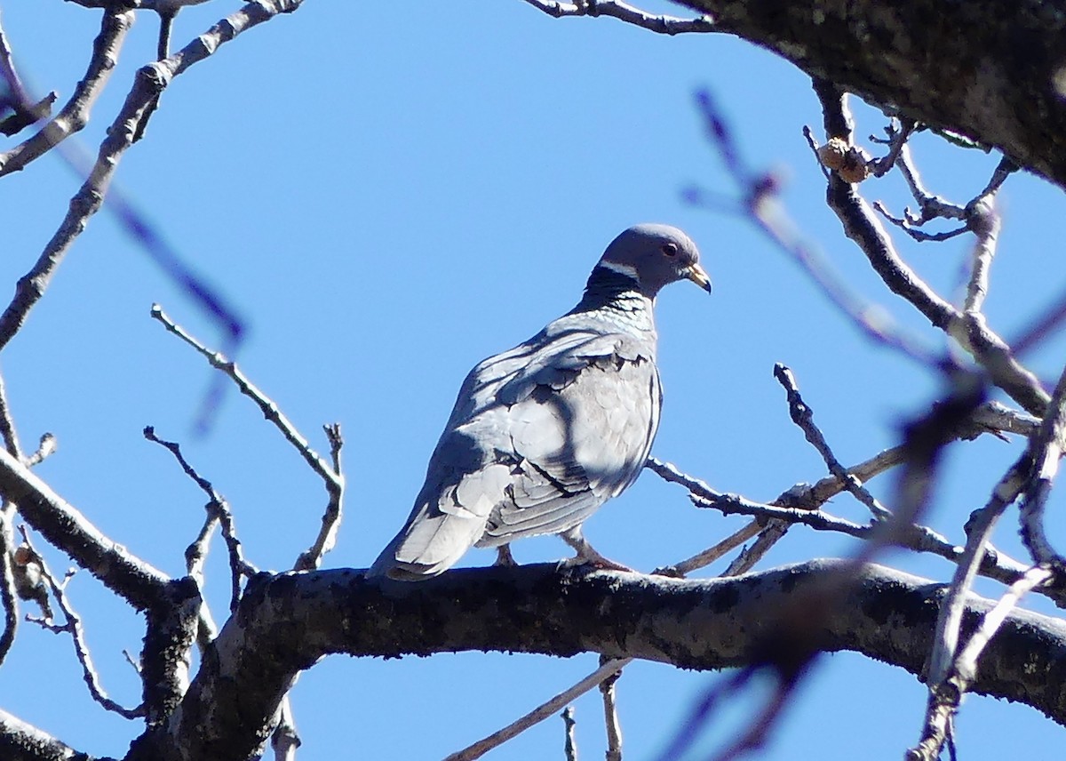 Band-tailed Pigeon - ML429006341