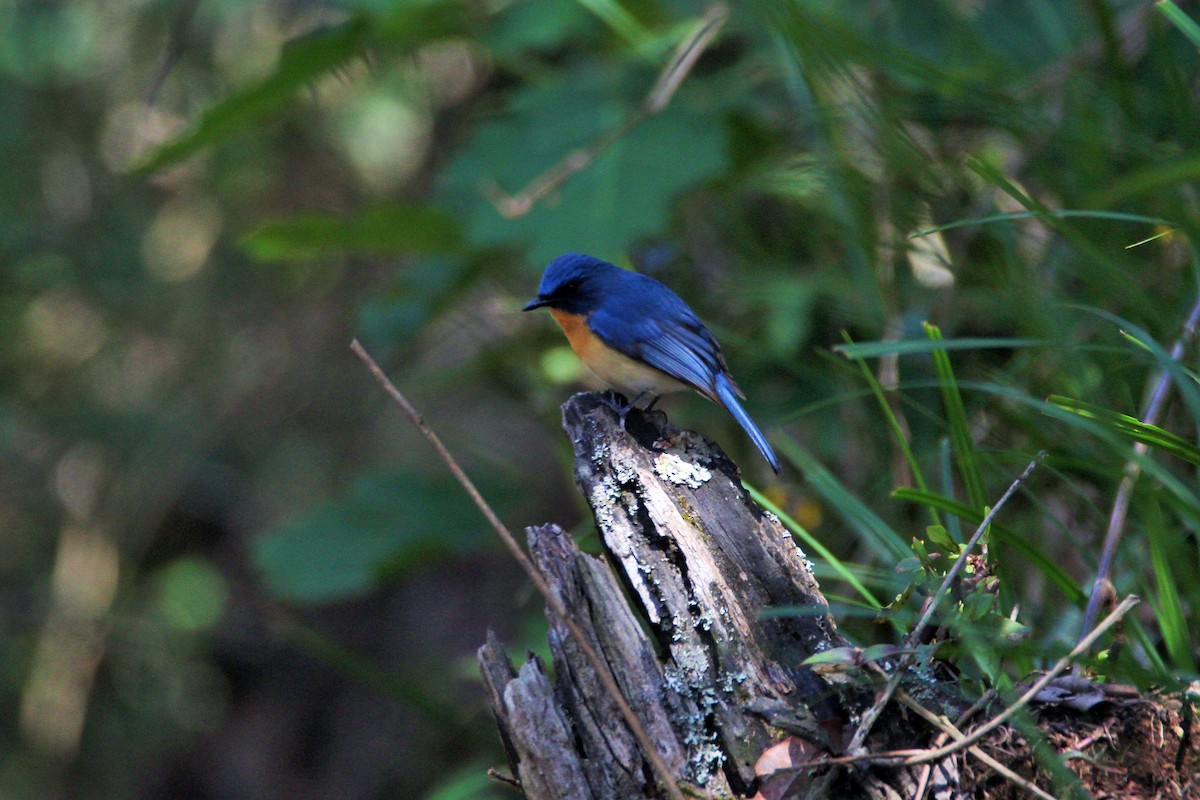 Tickell's Blue Flycatcher - ML42900651